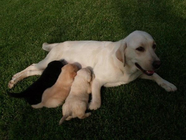 Cachorros-Perro-Labrador (04).jpg