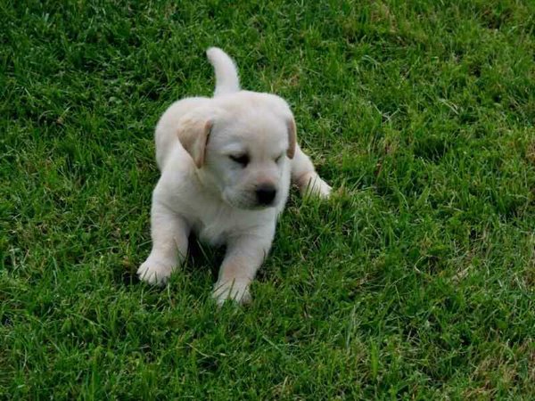 Cachorros-Perro-Labrador (08).jpg
