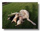 Cachorros-Perro-Labrador (02).jpg