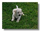 Cachorros-Perro-Labrador (08).jpg