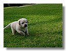 Cachorros-Perro-Labrador (09).jpg