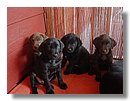 Cachorros-Perro-Labrador (12).jpg