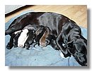 Cachorros-Perro-Labrador (14).jpg