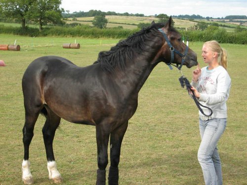 caballos-ingleses (09).jpg