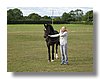 caballos-ingleses (19).jpg