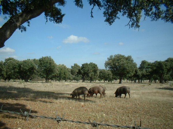 Salamanca