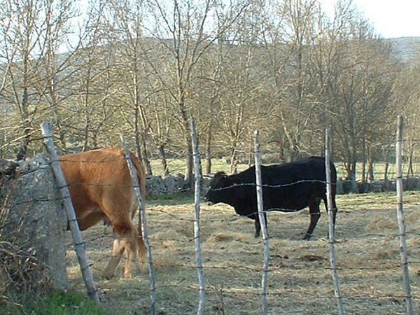 toros_vacas 026.jpg