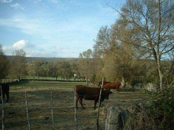 toros_vacas 027.jpg