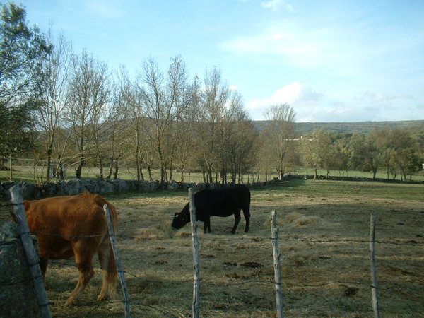 toros_vacas 028.jpg