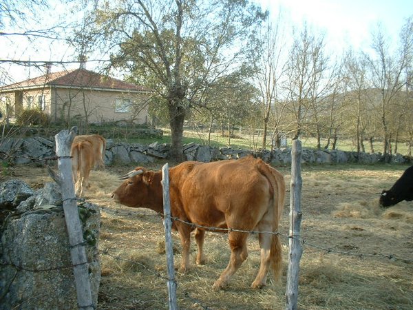 toros_vacas 029.jpg