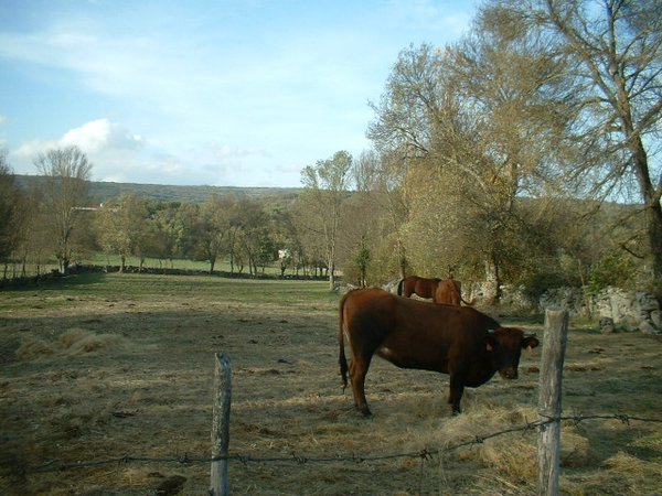 toros_vacas 030.jpg