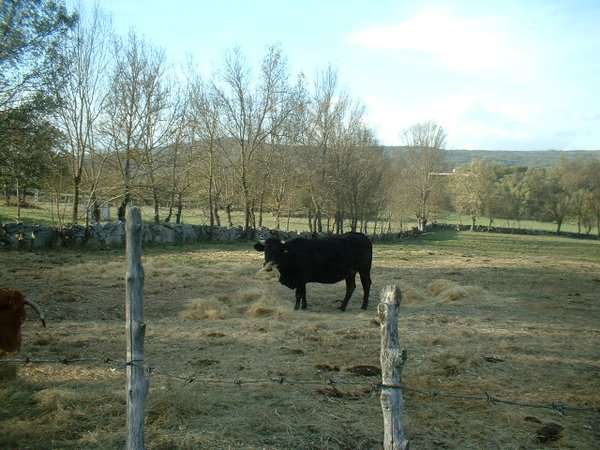 toros_vacas 031.jpg