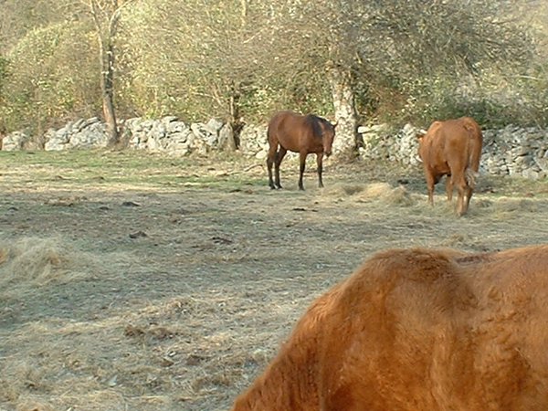 toros_vacas 032.jpg