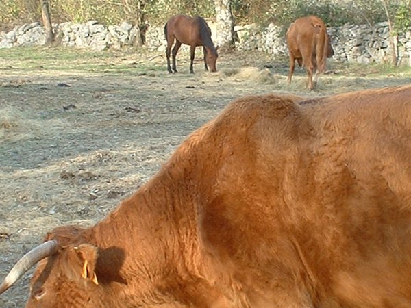 toros_vacas 033.jpg