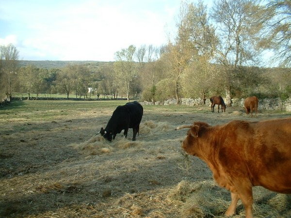 toros_vacas 034.jpg