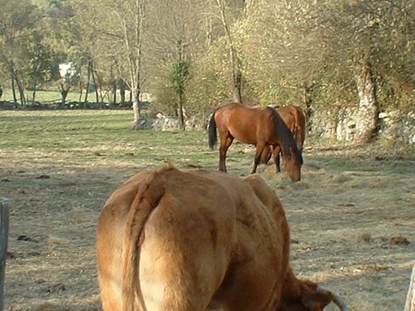 toros_vacas 038.jpg