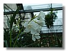 nerium-Oleander-blanca1.JPG