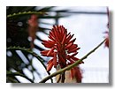 Aloe-variegata (02).jpg
