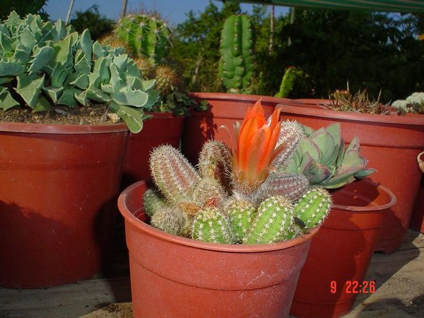 cactus-de-chile (00).jpg