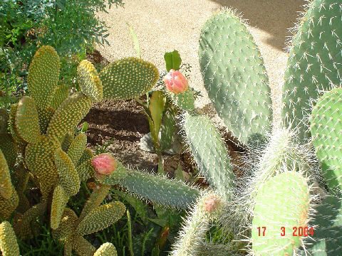 cactus-de-chile (01).jpg