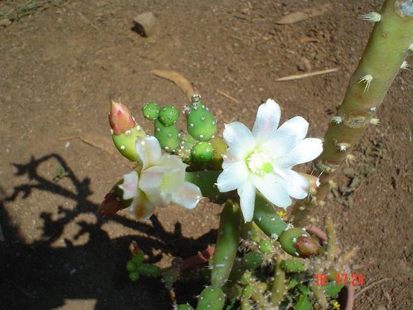 cactus-de-chile (09).jpg
