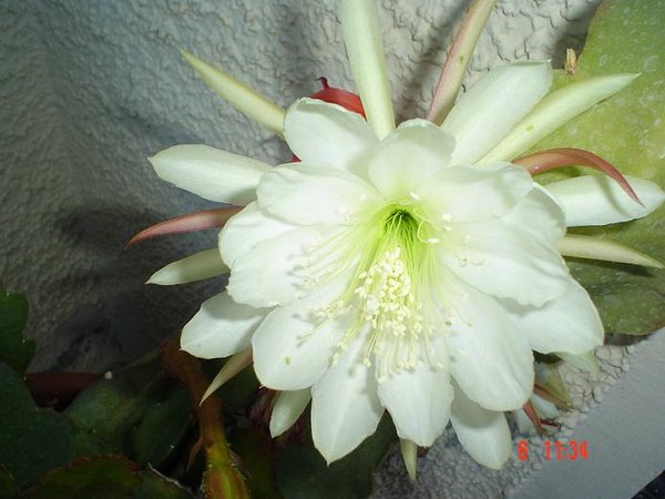 cactus-de-chile (13).jpg