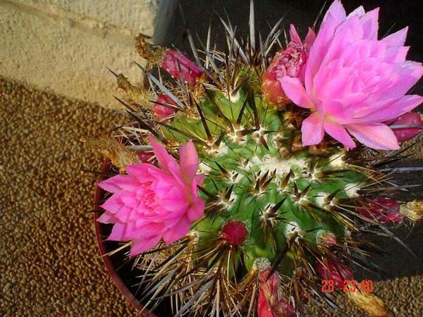 cactus-de-chile (17).jpg