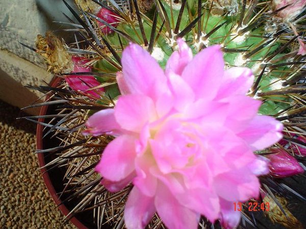 cactus-de-chile (18).jpg