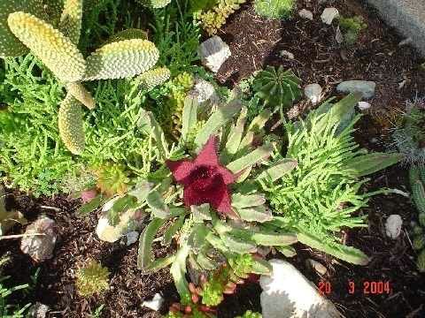 cactus-de-chile (19).jpg
