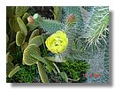 cactus-de-chile (02).jpg