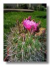 cactus-de-chile (06).jpg