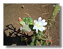 cactus-de-chile (09).jpg