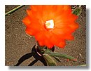 cactus-de-chile (10).jpg