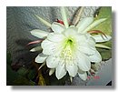 cactus-de-chile (13).jpg