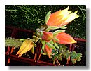 cactus-de-chile (14).jpg