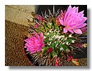 cactus-de-chile (17).jpg