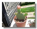 cactus-de-chile (21).JPG