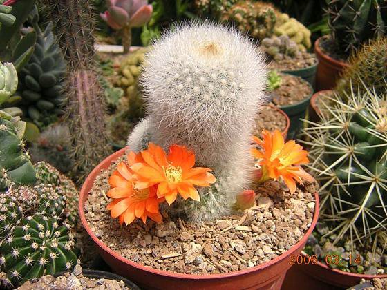 cactus-costa-rica (06).JPG