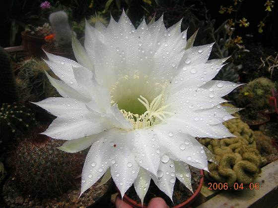cactus-costa-rica (08).JPG