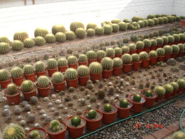 cactus-del-Peru (00).jpg