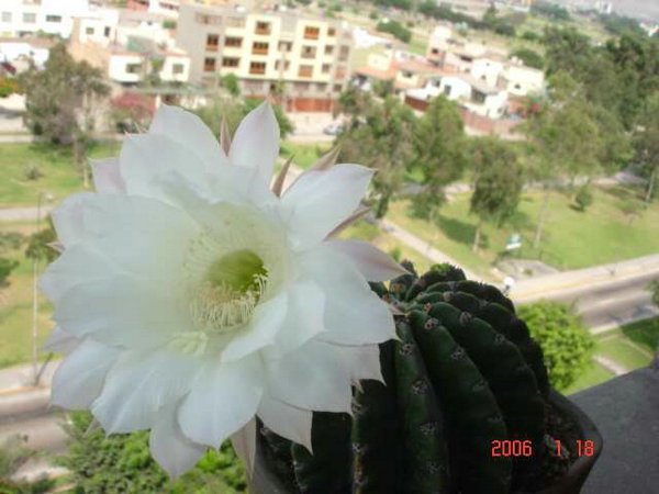 cactus-del-Peru (04).JPG