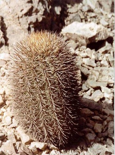 cactus-del-Peru (05).jpg