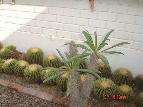 cactus-del-Peru (10).jpg