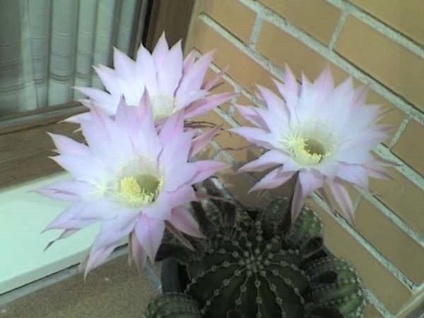 cactus (04).jpg
