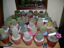 cactus (13).jpg