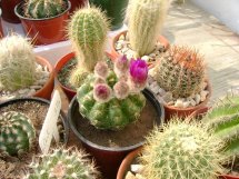 cactus (14).jpg