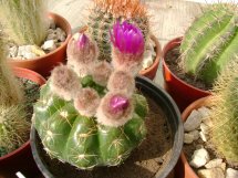 cactus (16).jpg