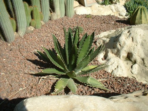 cactus 004.jpg