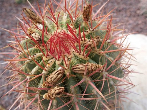 ferocactus  em..jpg
