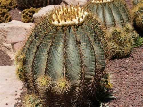 ferocactus glaucescens.jpg
